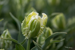 GG-Tulpen-4