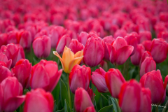 GG-Tulpen-5