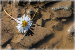 Gänseblümchen-in-der-Pfütze