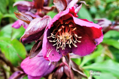 Lenzrose