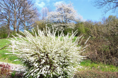 Spierstrauch
