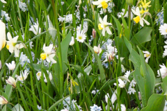 Tulpe