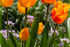Tulpen-im-Beet