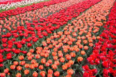 Tulpen