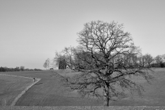 Baum-hcp_022021
