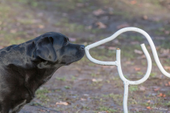 Hundebegegnung