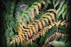 Aho-Am-Waldesrand