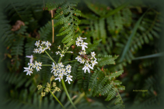 Aho-Farn-als-Hintergrund