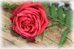 Aho-Gartenrose