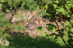 AHO-Jungvogel-im-Busch