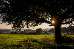 AHau-Baum_Gegenlich