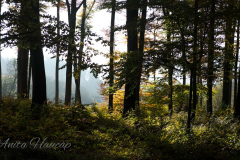 AHau-Baum_Gegenlich2