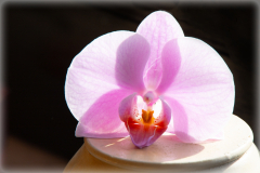 AHo-Orchidee-auf-der-Fensterbank-Anita-Holtappels