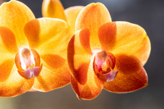 AHo-Orchideen-Anita-Holtappels