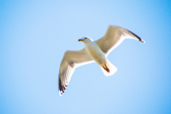 AHo-Ueberflug-Anita-Holtappels