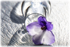 AHo-Veilchen-am-Glas-Anita-Holtappels