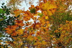 SK-20211104_154839