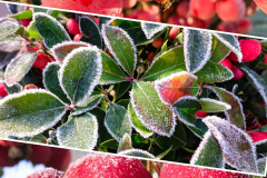 1-Collage-Frostaepfelchen-vk-5