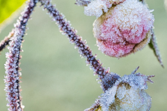 2-Frost-Ramblerrose-4-Lum-vk-DSCF6656