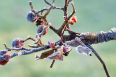 Frost Esche 2x DSCF6660