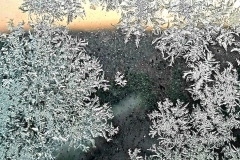 Eisblumen
