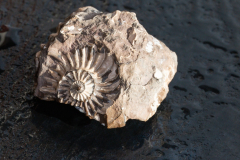 Fossil