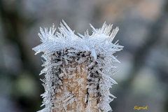 Frost-Holz