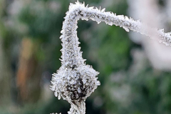 Frost-Samen