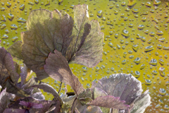 Hortensie-am-Fenster