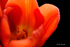 Tulpe-Anja
