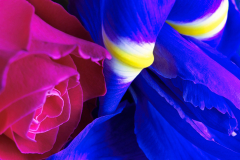 Rot Blau Gelb Rose Iris DSCF7112