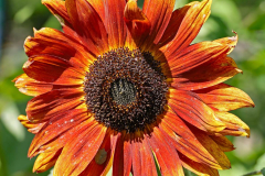 Anita-Holtappels-Sonnenblume