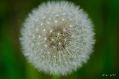 Anja-Pusteblume