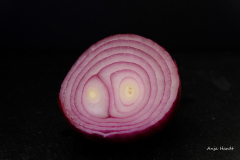 Anja-Zwiebel