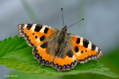4.Schmetterling-kleiner-Fuchs