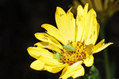 AHo-Besuch-auf-Gartenblume