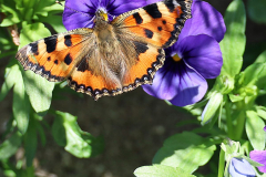 AHo-Schmetterling-auf-Stiefmuetterchen