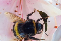 SK-Hummel