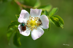gg-Insekten-1