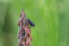 gg-Insekten-2