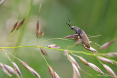 gg-Insekten-3