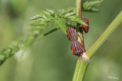 gg-Insekten-4