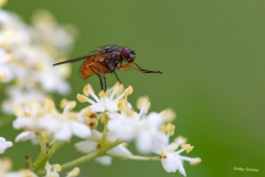 gg-Insekten-5