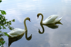 4.Spiegelung-Schwaene-Anja
