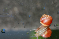 AHo-Schnecke-auf-dem-Weg