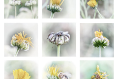 1-gg-Blumen