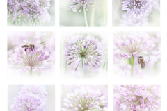 2-gg-Blumen
