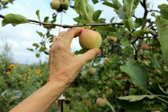 SK-Hand-Apfel