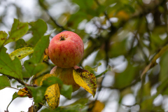 1-Herbst-F-28