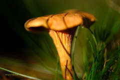 1.Pilz-Anja